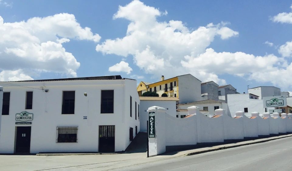 Olivo productor de Aceite